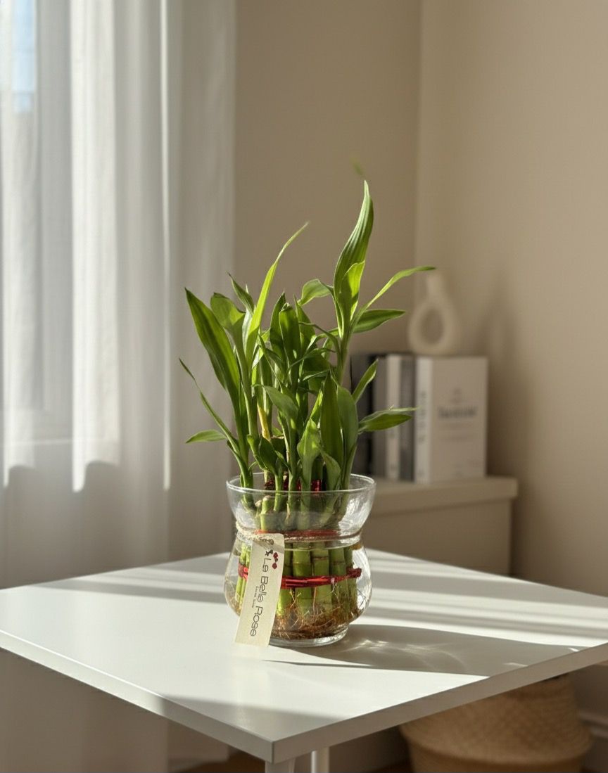 Lucky Bamboo by La Belle Rose