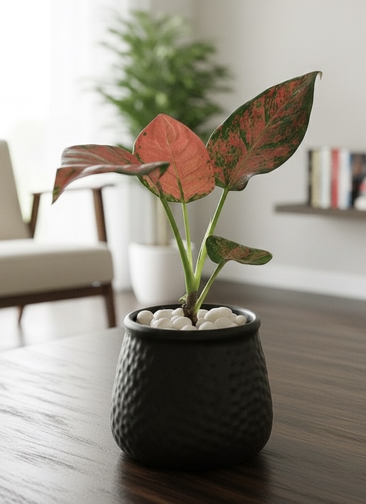 Rosy Glow Leaf Pot