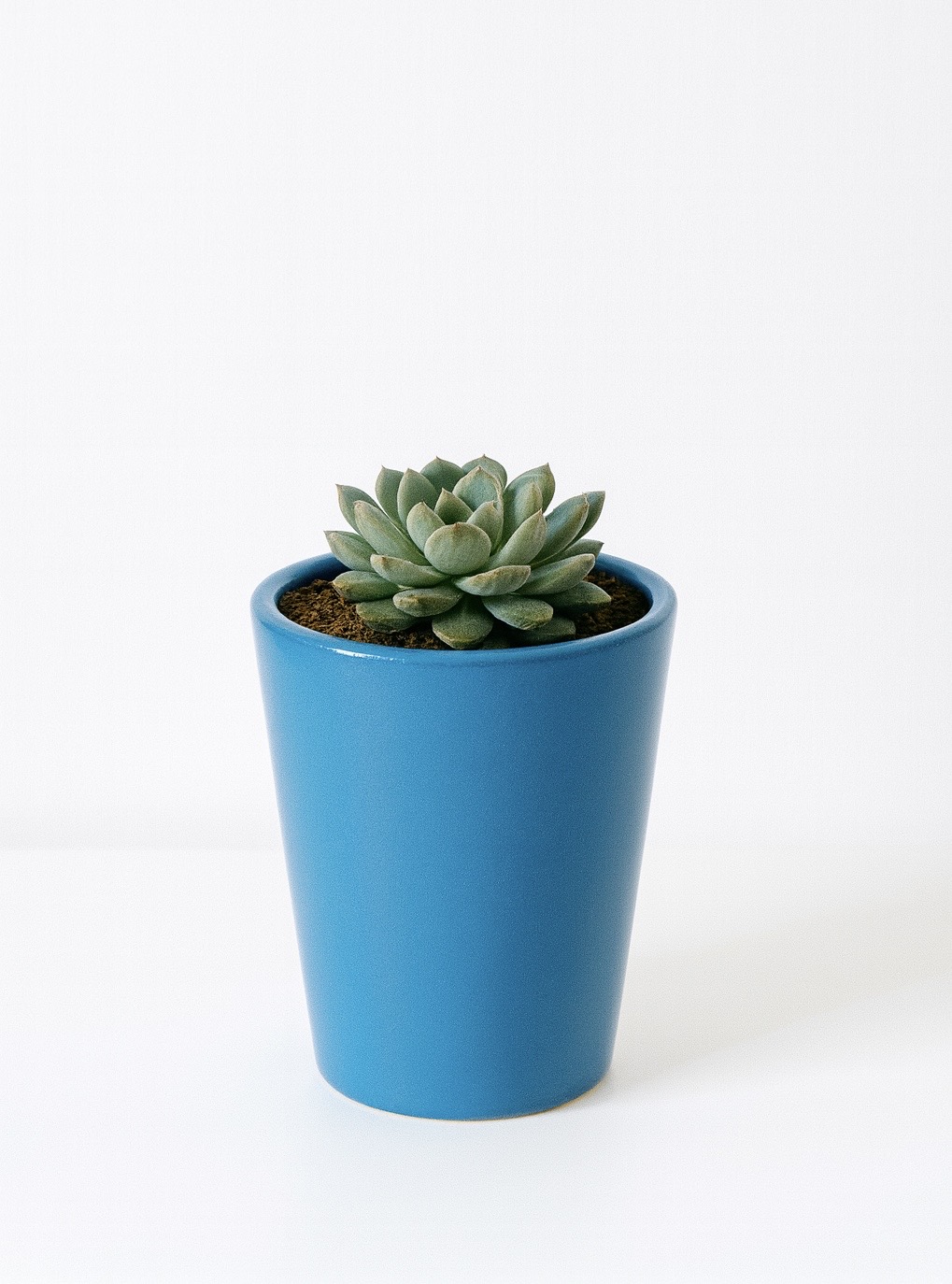 Luxe Succulent Blue Pot
